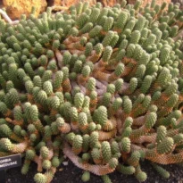 Euphorbia caput-medusae - Cabeza de Medusa