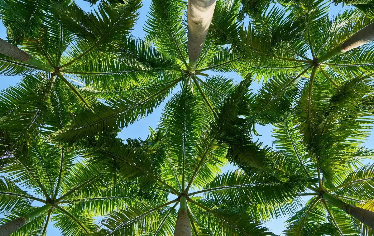 tipos de palmeras