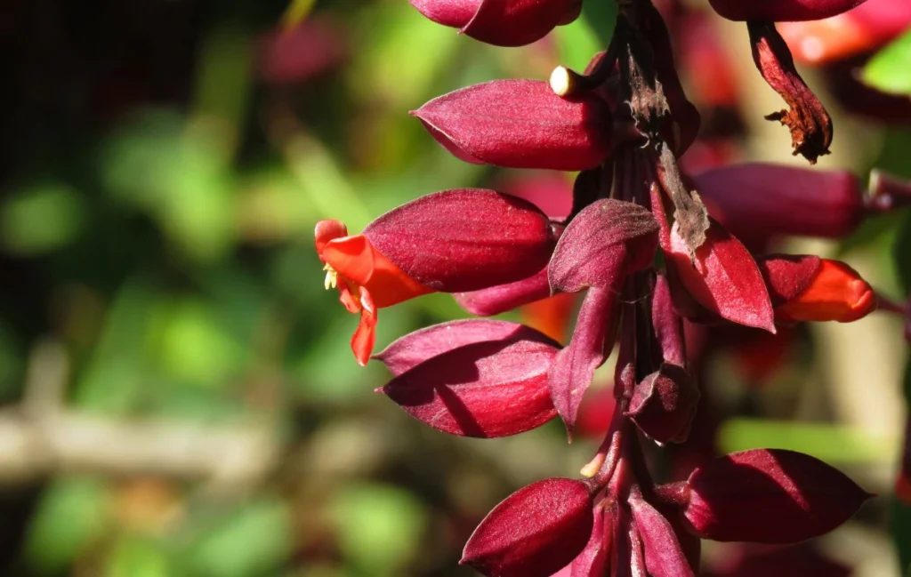 Thunbergia coccinea