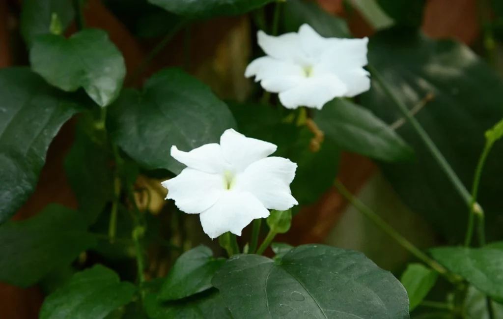 Thunbergia fragrans - Susana Blanca