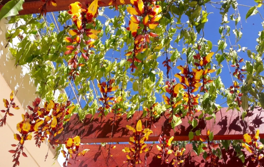 Thunbergia mysorensis