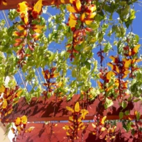 Thunbergia mysorensis