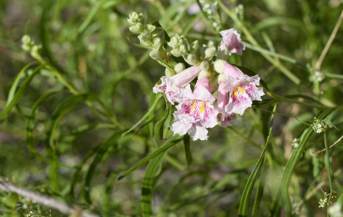 El Mimbre (Chilopsis linearis) - Una planta nativa de México