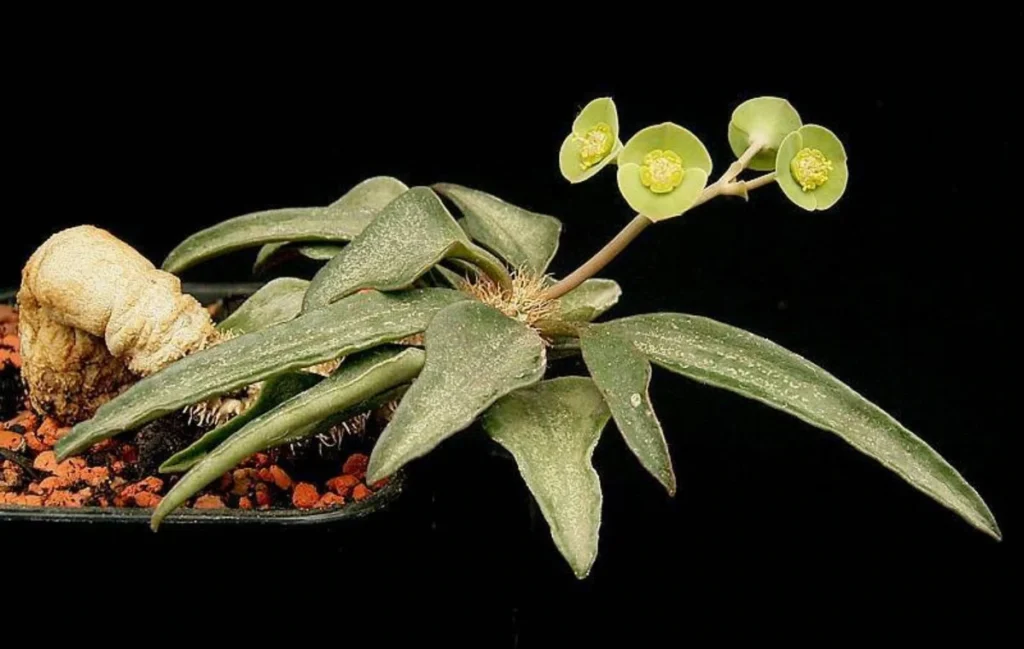 Euphorbia francoisii.