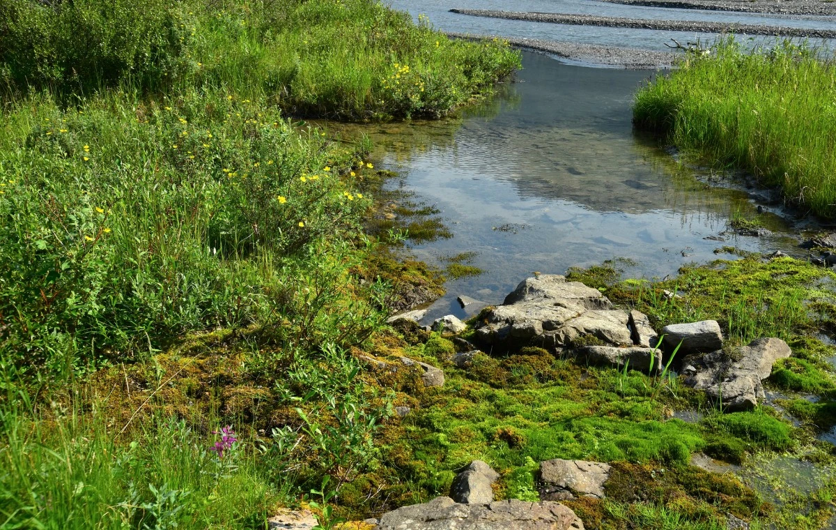 ¿Será un arreglo natural o un paisajismo planificado?