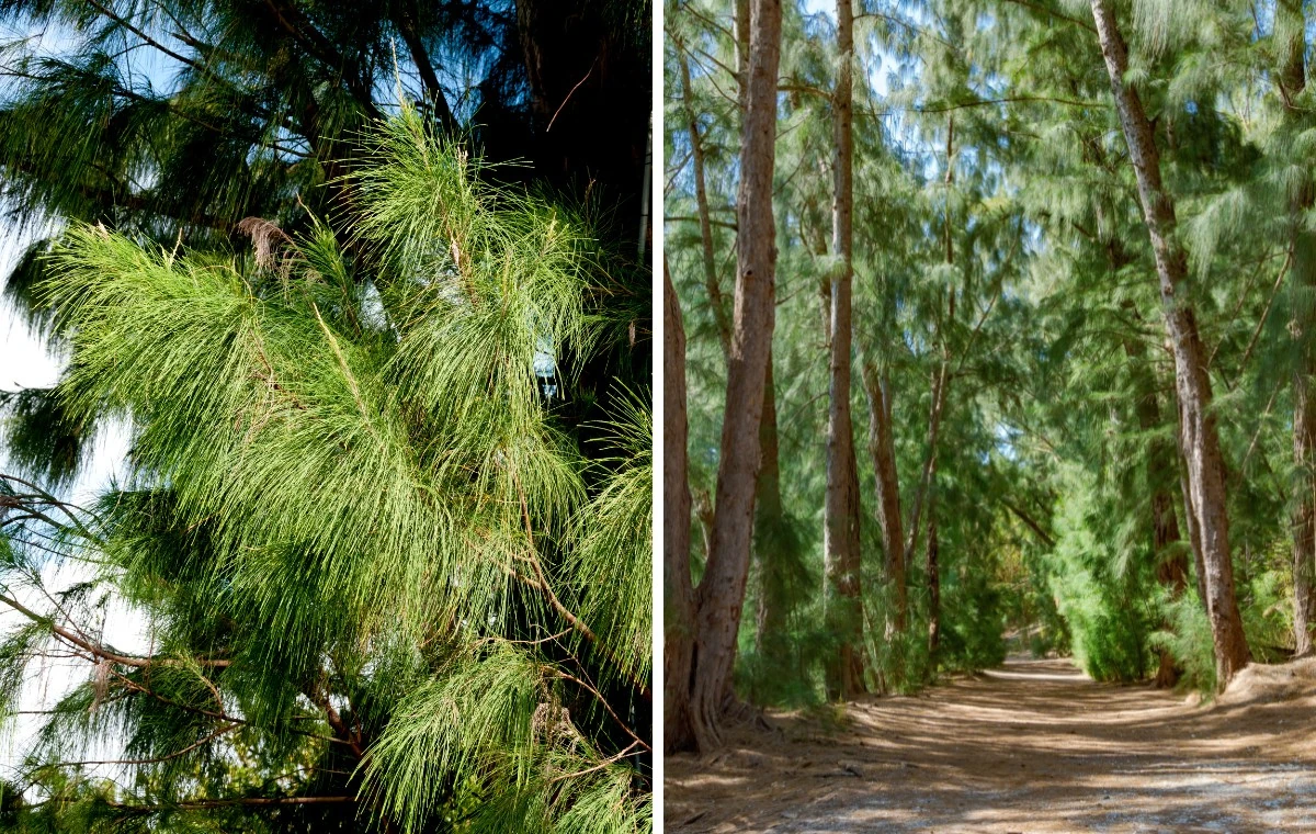 Casuarina equisetifolia