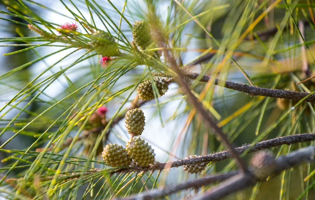 Casuarina equisetifolia