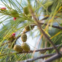 Casuarina equisetifolia