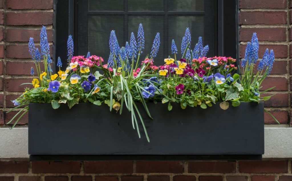 Las mejores plantas para jardinera de ventana