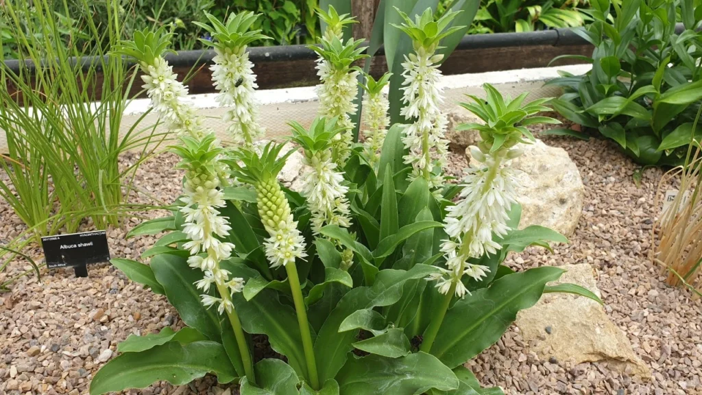 Lirio Piña - Eucomis autumnalis