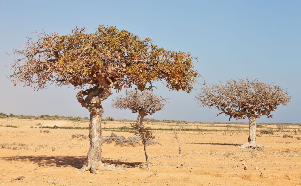 Mirra - Commiphora myrrha