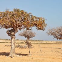 Mirra - Commiphora myrrha