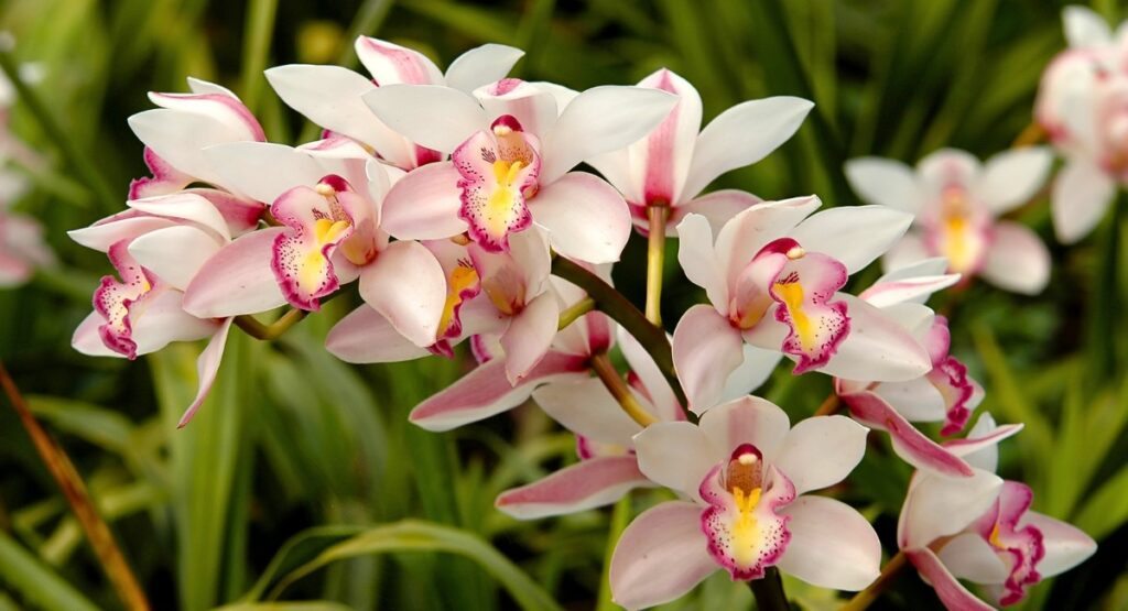 La beleza de las orquídeas terrestres - Cymbidium