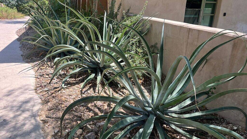 Agave vilmoriniana