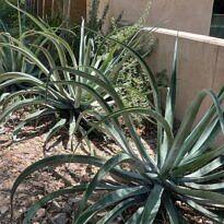 Agave vilmoriniana