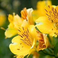 50 Plantas con Flores Amarillas para un Jardín Radiante: Fotografías y Consejos de Cultivo