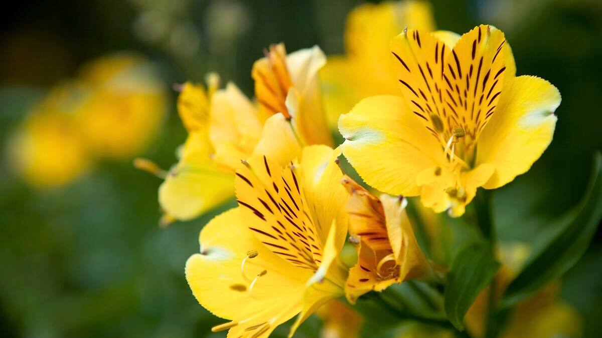 50 Plantas con Flores Amarillas para un Jardín Radiante: Fotografías y Consejos de Cultivo