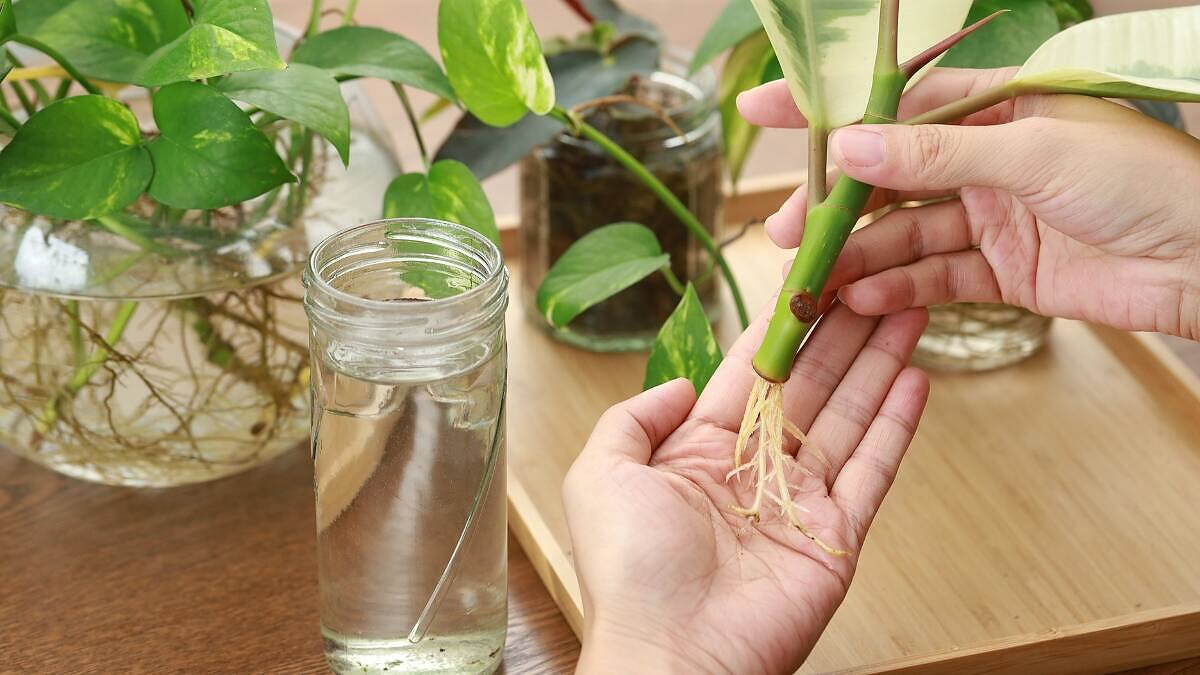 Cómo enraizar cualquier rama de planta: 17 secretos profesionales