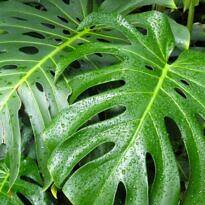 Monstera deliciosa