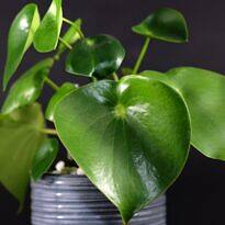 Peperomia Gota de Lluvia, Corazón de Hombre