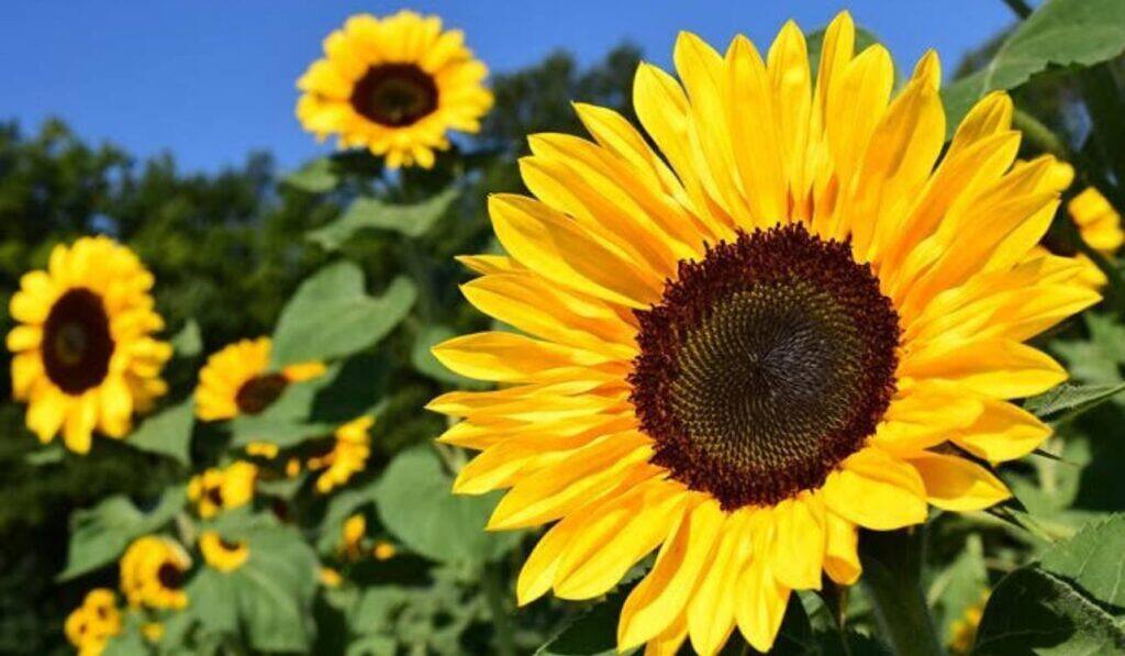 10 Tipos de Girasoles Increíbles para Embellecer tu Jardín
