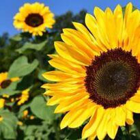 10 Tipos de Girasoles Increíbles para Embellecer tu Jardín