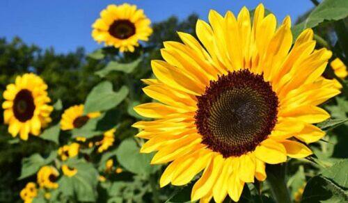 10 Tipos de Girasoles Increíbles para Embellecer tu Jardín