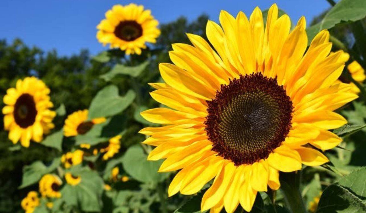 10 Tipos de Girasoles Increíbles para Embellecer tu Jardín