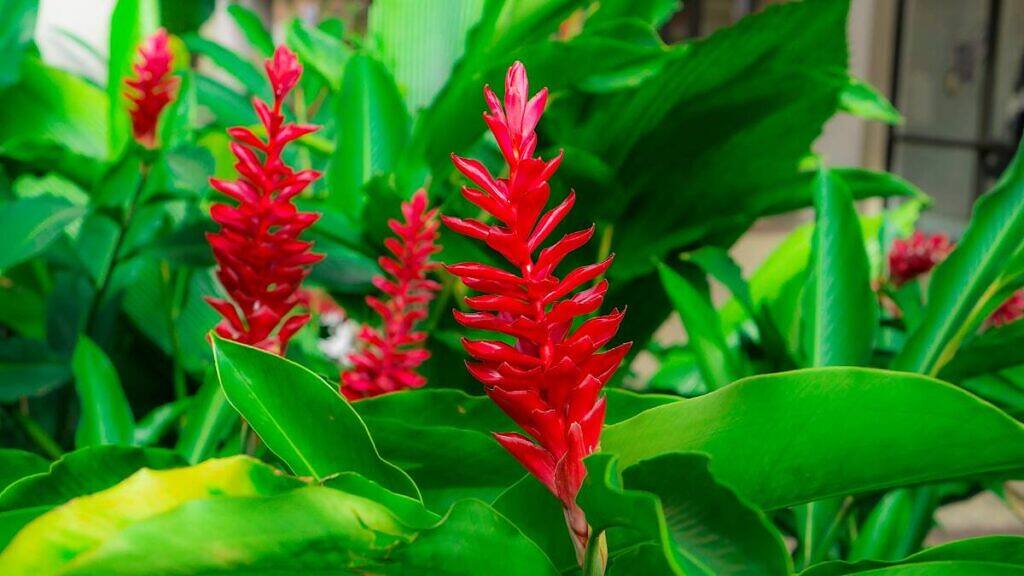Alpinia purpurata