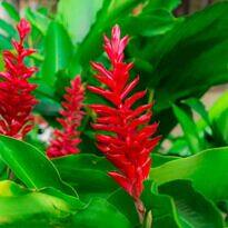 Alpinia purpurata