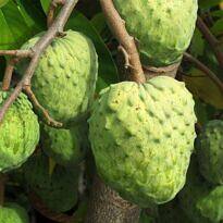 Annona × atemoya