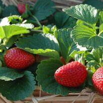 Cómo Cultivar Morangos en Casa: Guía Completa para Principiantes