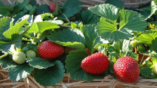 Cómo Cultivar Morangos en Casa: Guía Completa para Principiantes