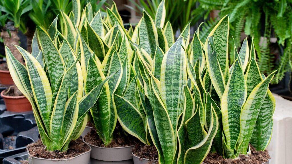 Dracaena trifasciata