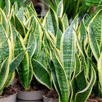 Dracaena trifasciata