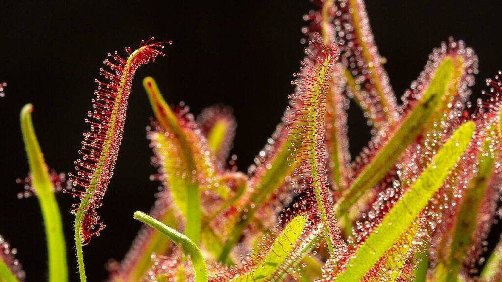 Drosera capensis