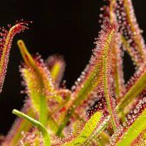 Drosera capensis