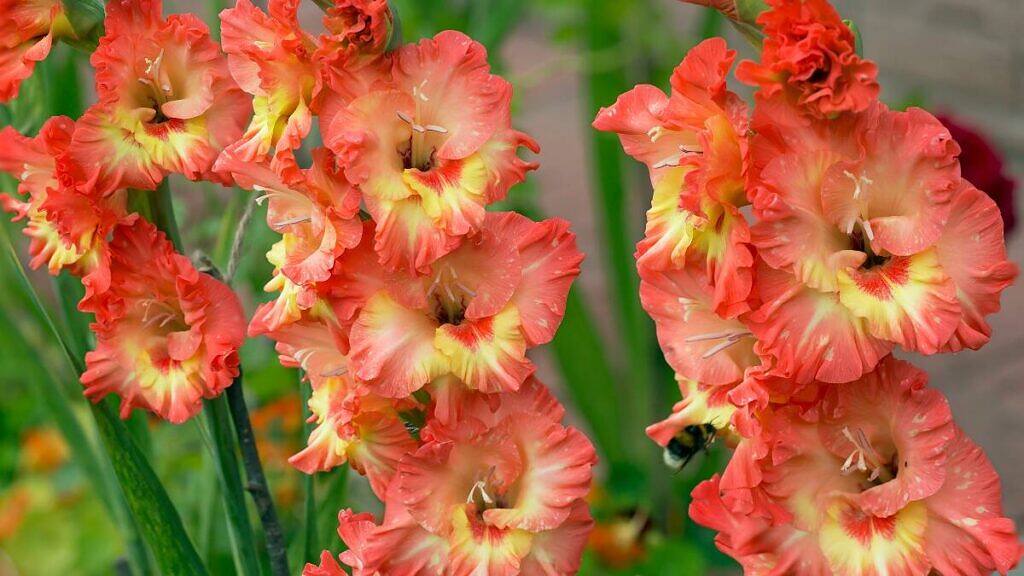Gladiolus x hybridus