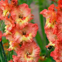 Gladiolus x hybridus