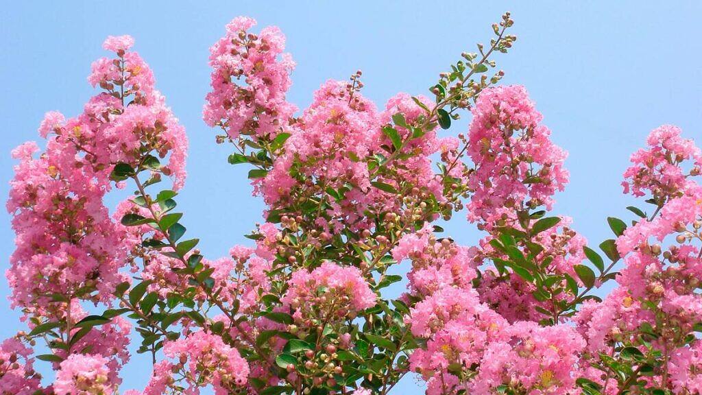 Lagerstroemia indica