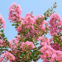 Lagerstroemia indica