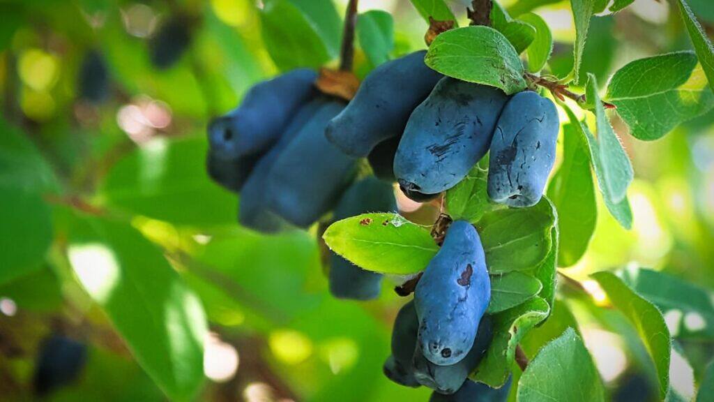 Lonicera caerulea