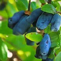 Lonicera caerulea