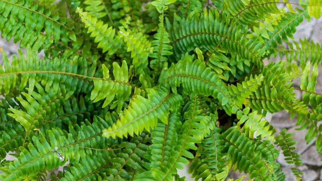 Nephrolepis exaltata