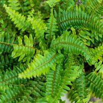 Nephrolepis exaltata