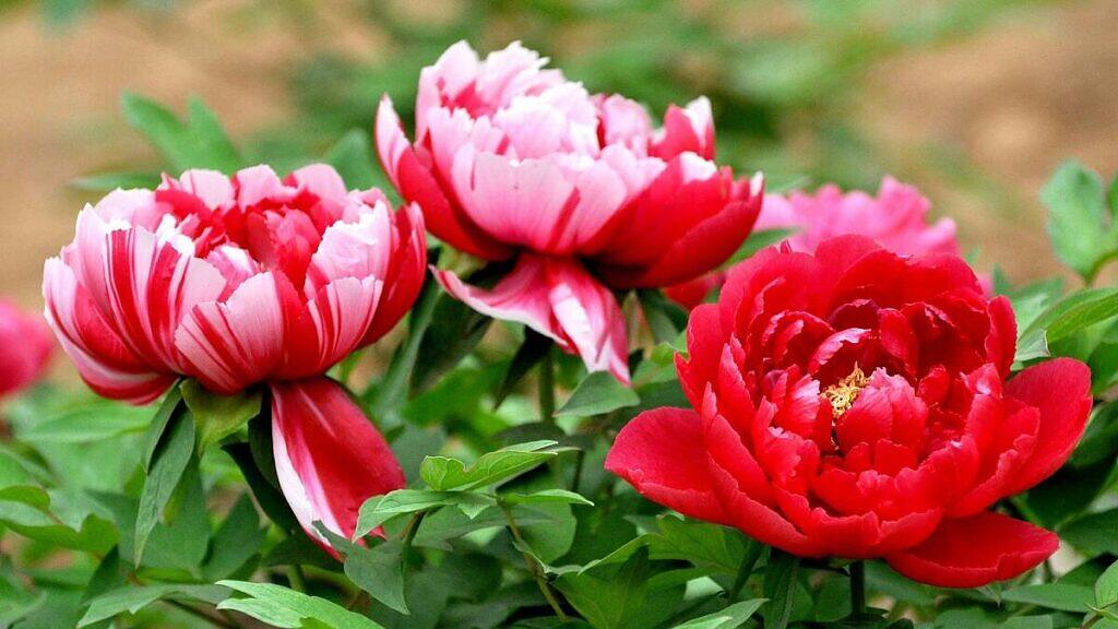 Paeonia lactiflora