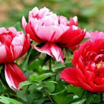 Paeonia lactiflora