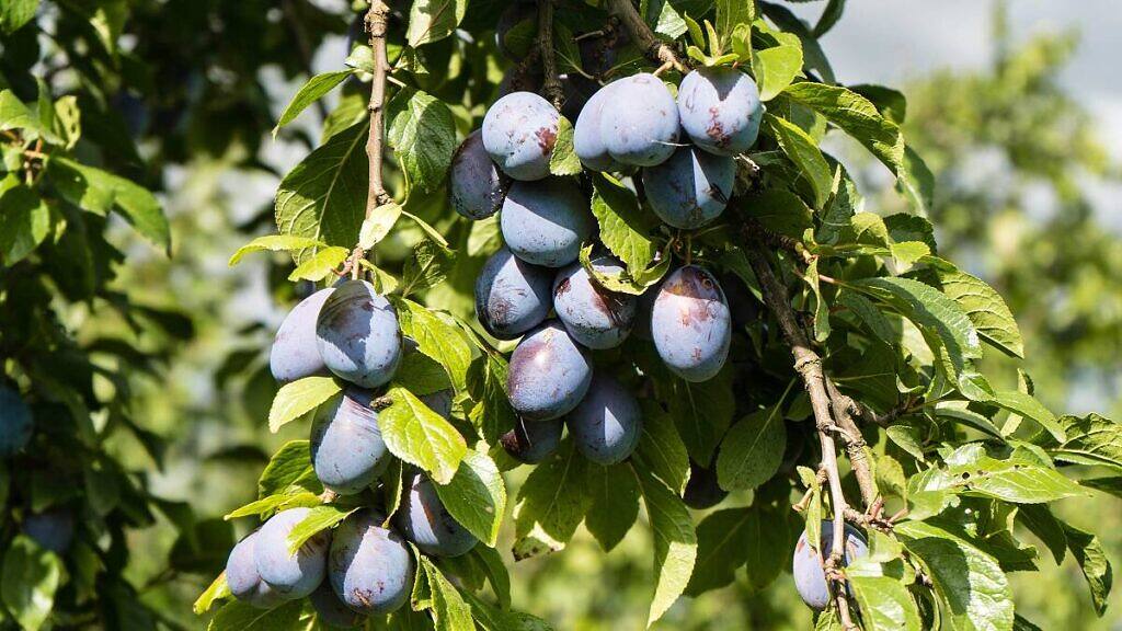 Prunus domestica