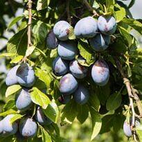 Prunus domestica