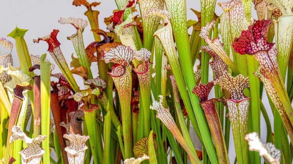Sarracenia leucophylla